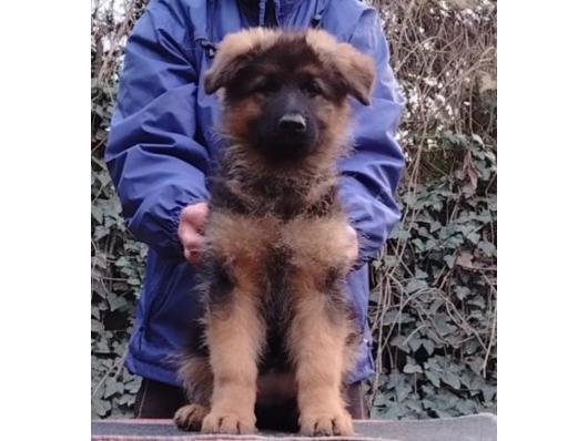 Nemački ovčar izvanredno štene Beograd